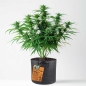 Preview: Grow Stofftopf Living Soil organicc